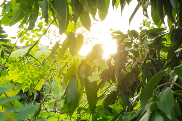 Güneş ışınları ağaç dallarına ve yeşil yapraklara dağılmış. - Fotoğraf, Görsel