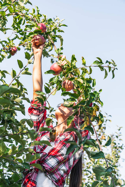 beautiful young girl reaches for an apple to pick it from a tree - Foto, afbeelding