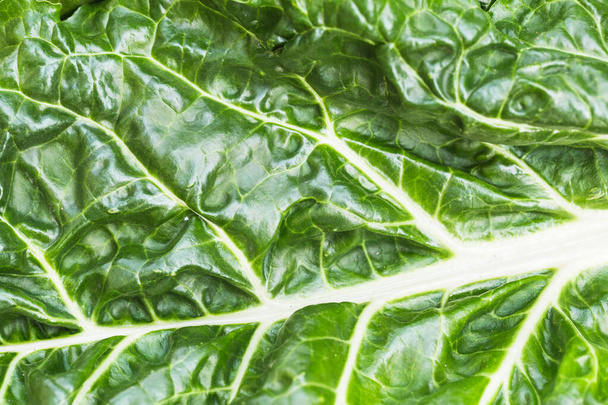 Close up of a organic and homegrown swiss chard leaf. - Foto, Imagen
