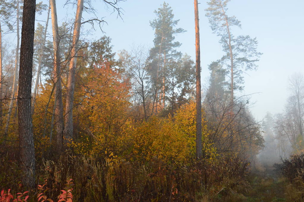 Nevoeiro matutino e neblina na floresta e aldeia
 - Foto, Imagem