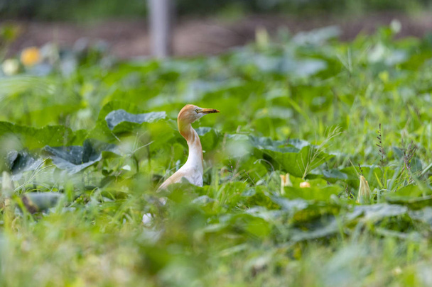 Cattle heron Ardea cinerea standing in a meadow. Looking for food in tall grass. The cattle heron is a long-legged predatory wading bird of the heron family, Ardeidae - Photo, Image