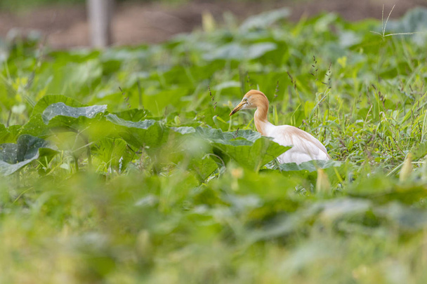 Czapla bydła Ardea cinerea stojąca na łące. Szukam jedzenia w wysokiej trawie. Czapla bydlęca jest długonogim drapieżnym ptakiem z rodziny czapli, Ardeidae. - Zdjęcie, obraz
