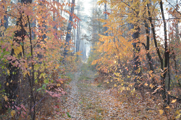 Ormanda ve köyde sabah sisi ve sisi - Fotoğraf, Görsel
