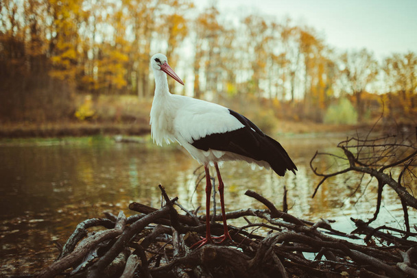 stork in autumn near the water - Photo, Image