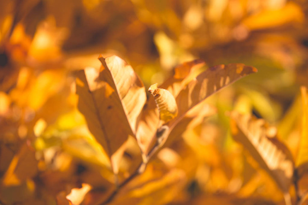 Autumn warm colors leaves background  - Photo, Image