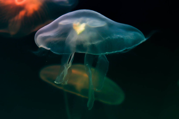 Разноцветные медузы крупным планом в воде. Светло-голубая медуза на переднем плане. Размытый темно-синий фон океана
. - Фото, изображение