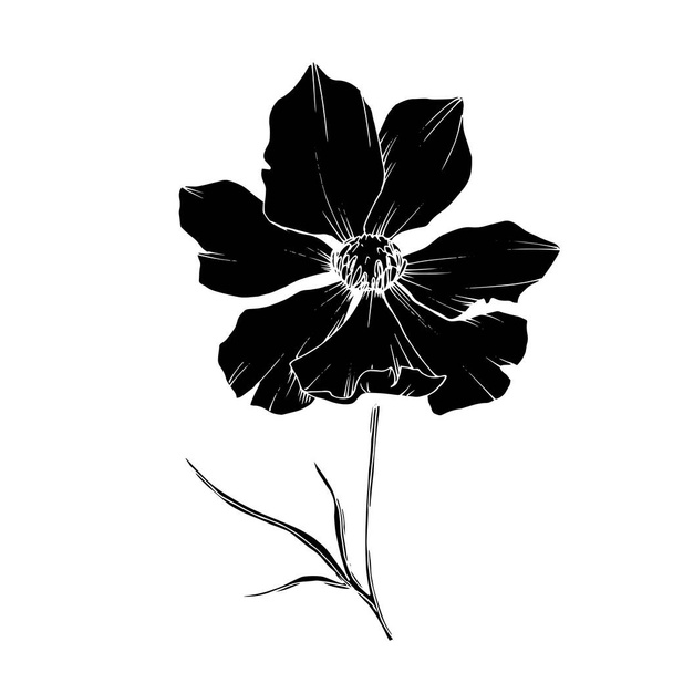 Vektori Cosmos kukka kasvitieteellinen kukkia. Musta ja valkoinen kaiverrettu muste taidetta. Eristetty kosmeettinen kuvituselementti
. - Vektori, kuva