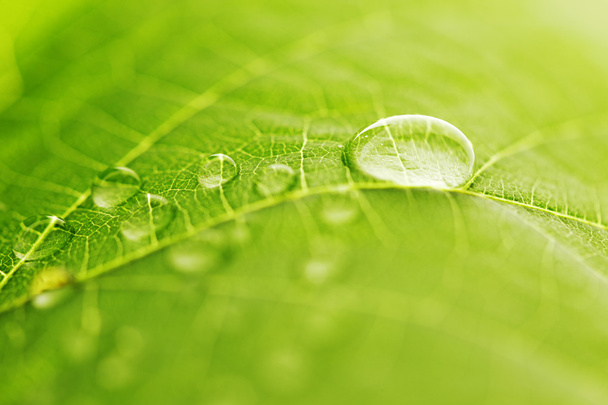 Water drop on green leaf - Fotó, kép