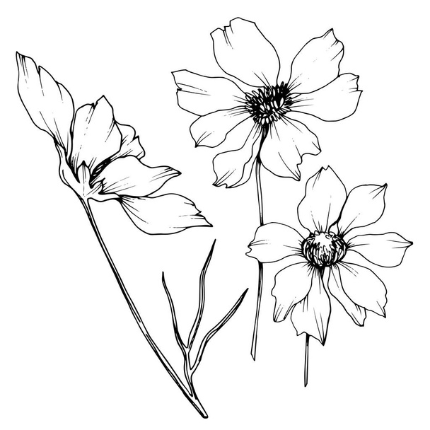 ベクトルコスモス花植物の花。黒と白の彫刻インクアート。分離されたコスメアイラスト要素. - ベクター画像