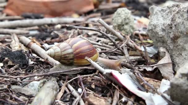 Alone snail life slides across garbage in the city - Footage, Video