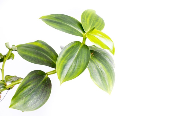 Beautiful green leaves on a white background - Фото, зображення