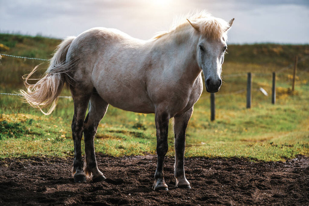 Icelandic horse in scenic nature of Iceland. - Foto, Imagem