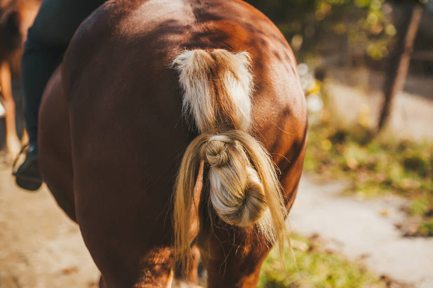 Braided horse's tail of a beautiful brown horse standing in the sun on the farm. - 写真・画像
