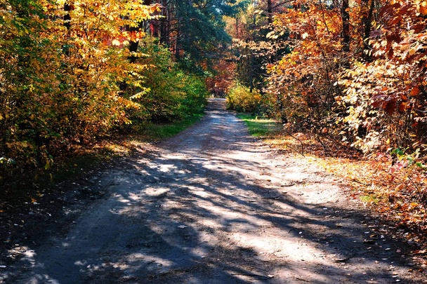 Route dans la forêt en automne
 - Photo, image