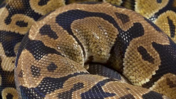 Vídeo de bola real python no fundo preto
 - Filmagem, Vídeo