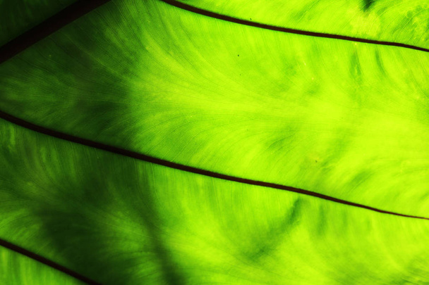 Close up green color leaf texture background. - Photo, Image