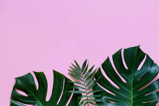 Tropical background with Monstera leaves on a light pink backgro - Fotoğraf, Görsel