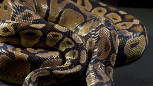 Vídeo de bola python real
 - Filmagem, Vídeo