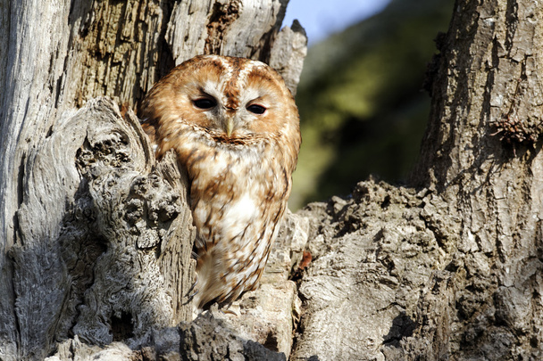 Tawny owl, Strix aluco - Photo, Image