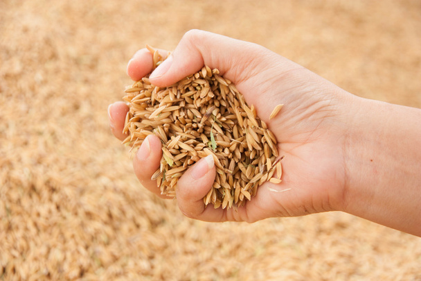 Reis in der Hand des Bauern - Foto, Bild