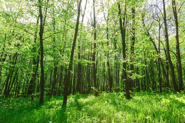 Groene bladverliezende wouden op een zonnige dag. - Foto, afbeelding