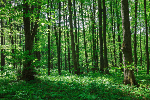 Green deciduous forest on a sunny day. - Photo, Image