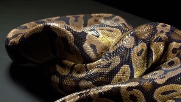 Vídeo de bola python em fundo escuro
 - Filmagem, Vídeo