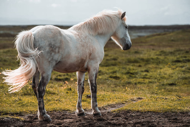 Caballo islandés en la naturaleza escénica de Islandia. - Foto, imagen