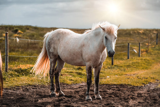 Icelandic horse in scenic nature of Iceland. - Фото, изображение