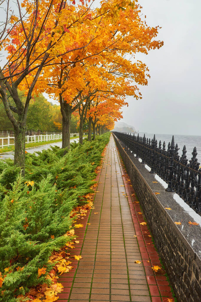 Sonbahar parkı, yağmurlu arka plan, sonbahar manzarası arka plan yağmuru  - Fotoğraf, Görsel