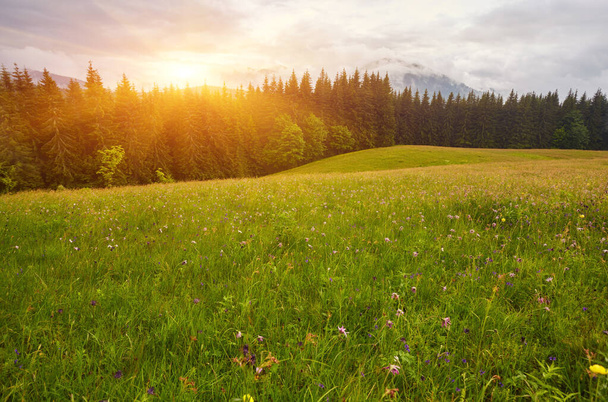 Vue panoramique sur un paysage magnifique dans les Alpes avec des prairies verdoyantes fraîches et des fleurs florissantes et des sommets enneigés en arrière-plan par une journée ensoleillée avec ciel bleu et nuages
 - Photo, image