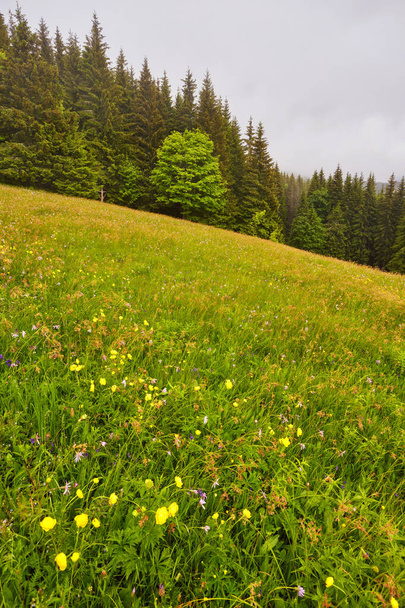Vista panoramica di un bellissimo paesaggio nelle Alpi con prati verdi freschi e fiori fioriti e cime innevate sullo sfondo in una giornata di sole con cielo azzurro e nuvole
 - Foto, immagini