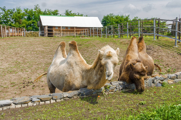 Camels at city zoo of Stary Oskol, Belgorod region, Russia. - 写真・画像