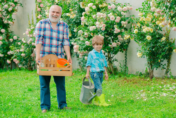Gardening - Grandfather gardener in sunny garden planting roses. Flower ground. Bearded Senior gardener in an urban garden. Little helper in garden. - Photo, image
