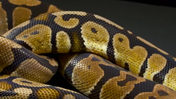 Vídeo de bola python no escuro
 - Filmagem, Vídeo