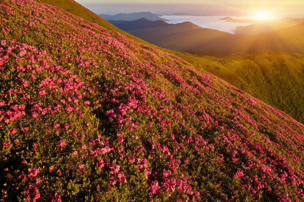 Prachtig uitzicht op roze rododendron rue bloemen bloeien op berghelling met mistige heuvels met groen gras en Karpaten bergen in de verte met dramatische wolken lucht. - Foto, afbeelding