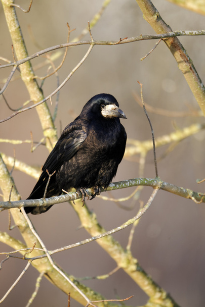 Rook, Corvus frugilegus - Photo, Image
