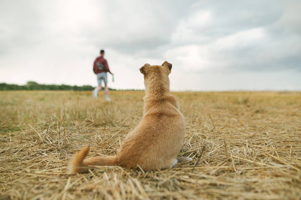 Foto des Rückens eines kleinen goldenen Hundes, der auf einem Stroh sitzt, vor dem Hintergrund eines abgeschrägten Feldes und des Besitzers. Kleiner Hund vor verschwommenem Hintergrund aus Mann und herbstlich abgeschrägtem Feld - Foto, Bild
