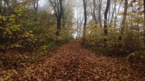 4k...朝の霧の中黄金の秋の森を飛ぶドローン. - 映像、動画
