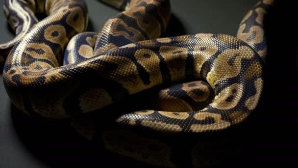Images de boule royale python sur noir
 - Séquence, vidéo