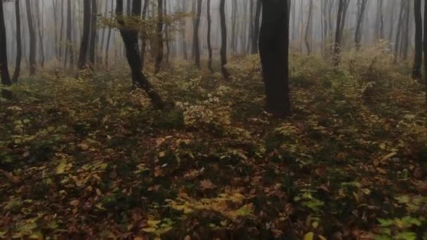 Lot dronem przez złoty jesienny las podczas porannej mgły. - Materiał filmowy, wideo
