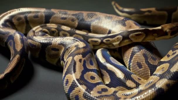 Images de python boule royale sur texture sombre
 - Séquence, vidéo