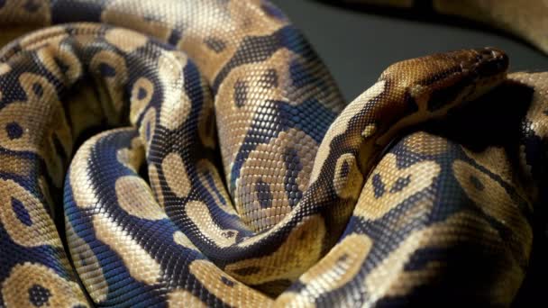 Filmagem de python bola real na textura preta - Filmagem, Vídeo