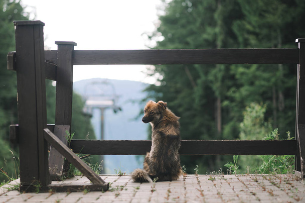 山の針葉樹林の中にカメラを見てかわいい犬の肖像画。山の森の風景でカメラのポーズフェンスの近くに座っている小さなモングレル. - 写真・画像