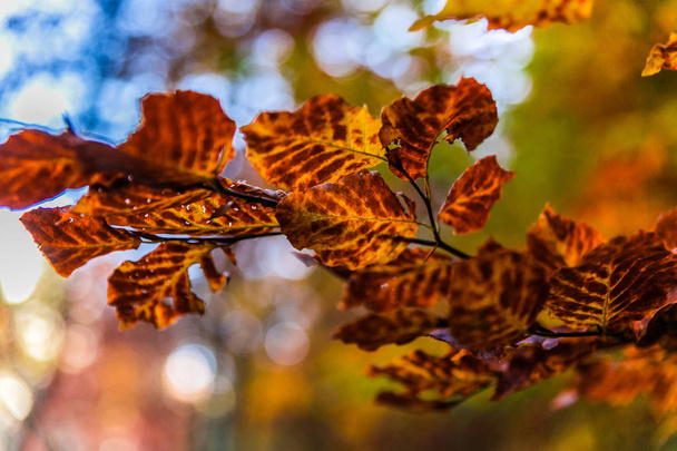 Háttér őszi színes levelekkel. Őszi levelek a napfényben  - Fotó, kép