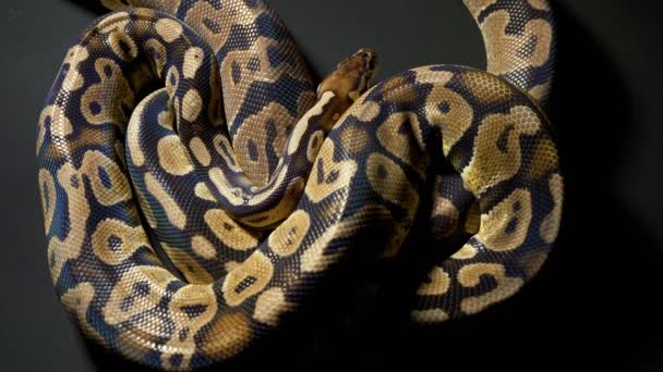 Filmagem de python real bola no fundo escuro
 - Filmagem, Vídeo