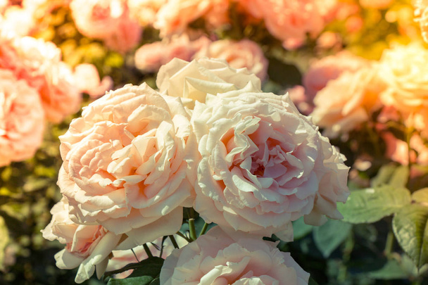 Floraison beau bouquet de roses dans le jardin
 - Photo, image