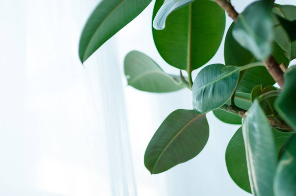 Nahaufnahme einer Ficus elastica-Pflanze auf hellem Hintergrund - Foto, Bild