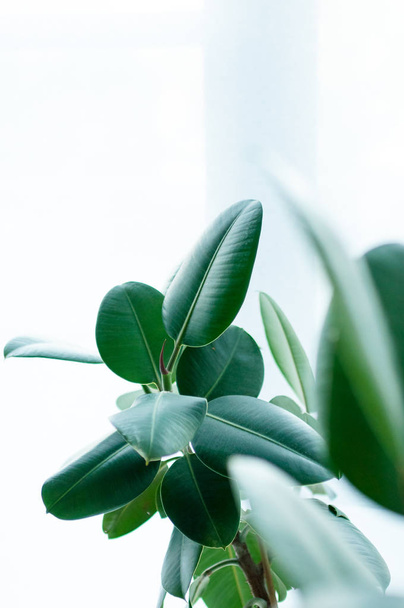 Close-up van Ficus Elastica plant op lichte ondergrond - Foto, afbeelding