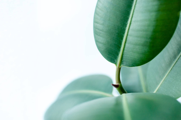 Nahaufnahme einer Ficus elastica-Pflanze auf hellem Hintergrund - Foto, Bild